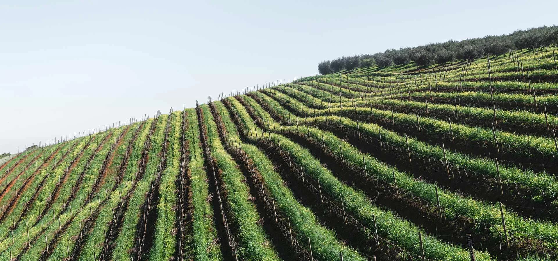 Protecting viticulture and tourism against the impacts of climate change
