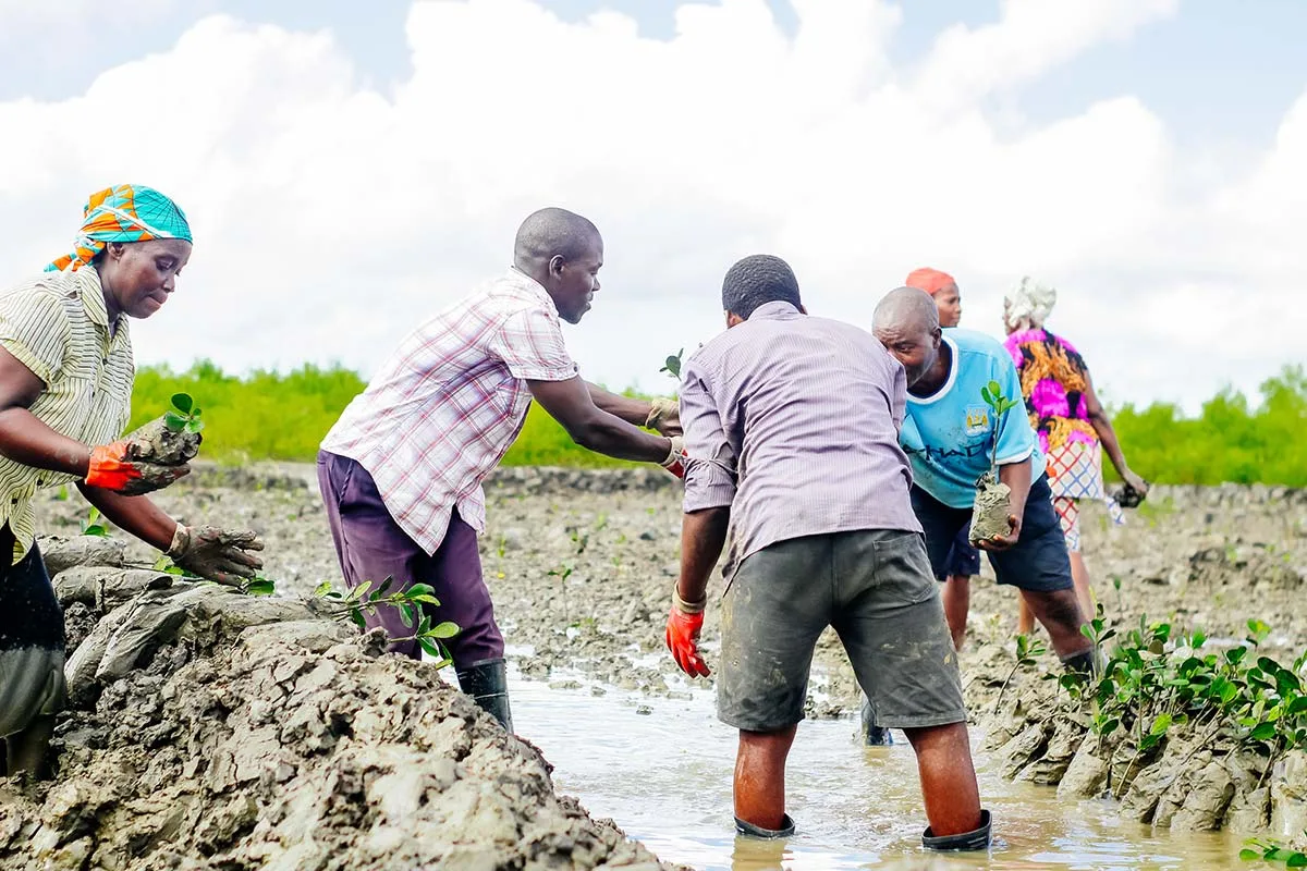 Mangrove Forest as a line of defense in Quelimane City, Mozambique