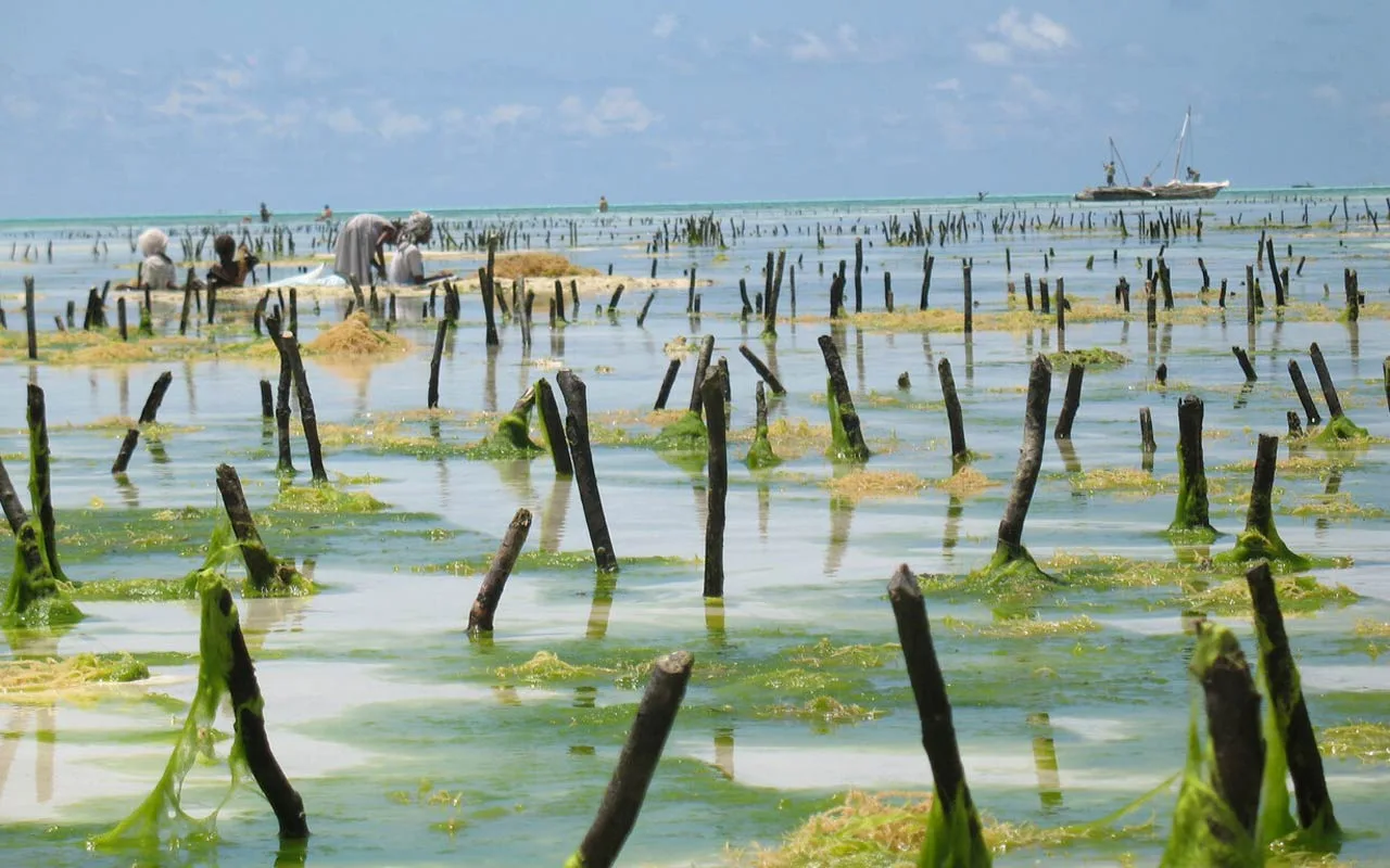 Nature-Based Solutions, Biomimicry, and Flood Management Lessons Learned from the U.S and Europe