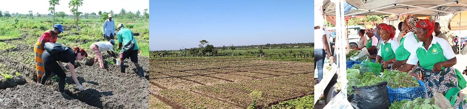 Educational projects on the production of compost, the expansion of greenhouses and the creation of green spaces