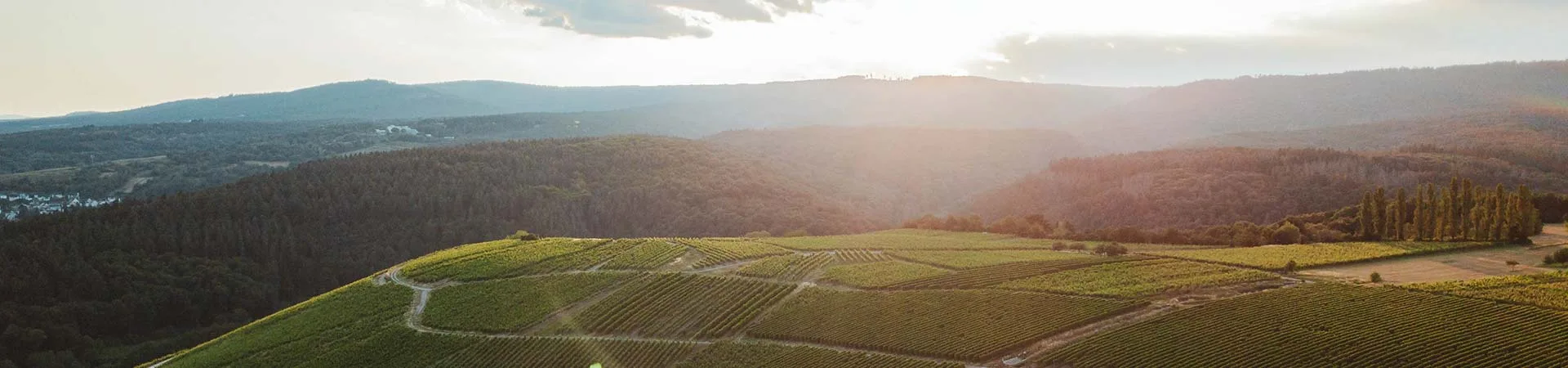 Climate impacts in municipalities with viticulture and tourism